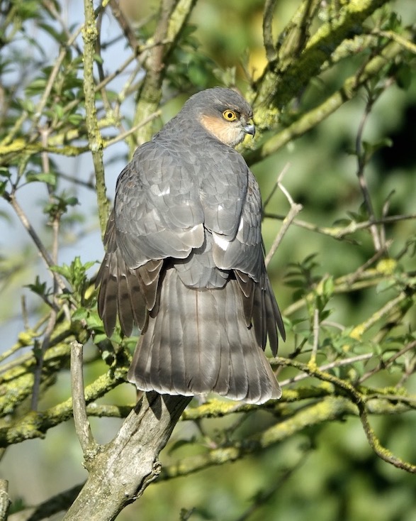 sparrowhawk